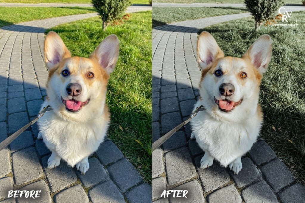 Pets Lightroom Presets Preview 1 » After Effects Templates Free - Free Ae Templates